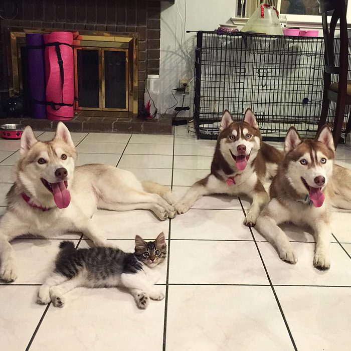 maciatko a husky 2