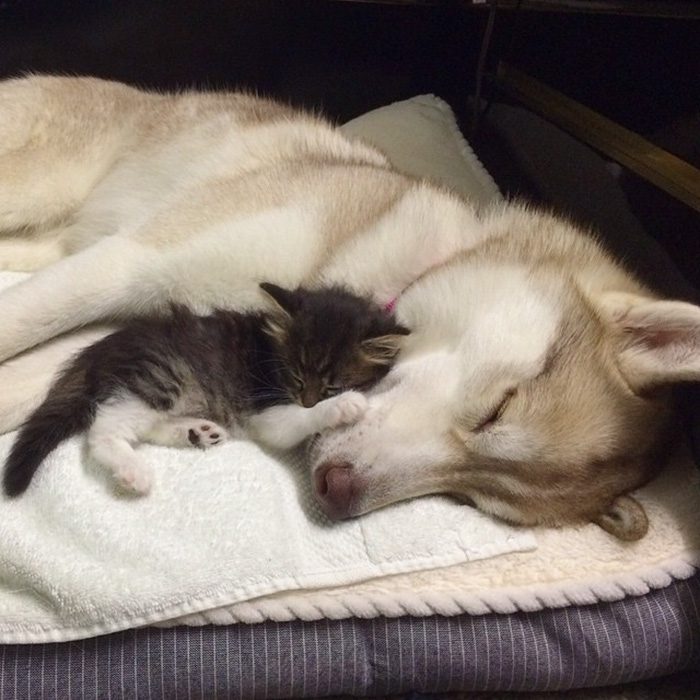 maciatko a husky 3