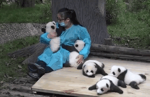 pandy 2