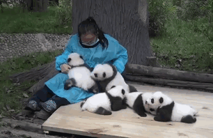 pandy 3