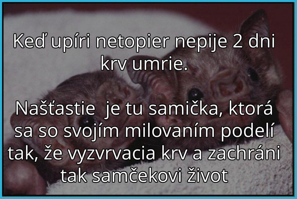 netopier upiri