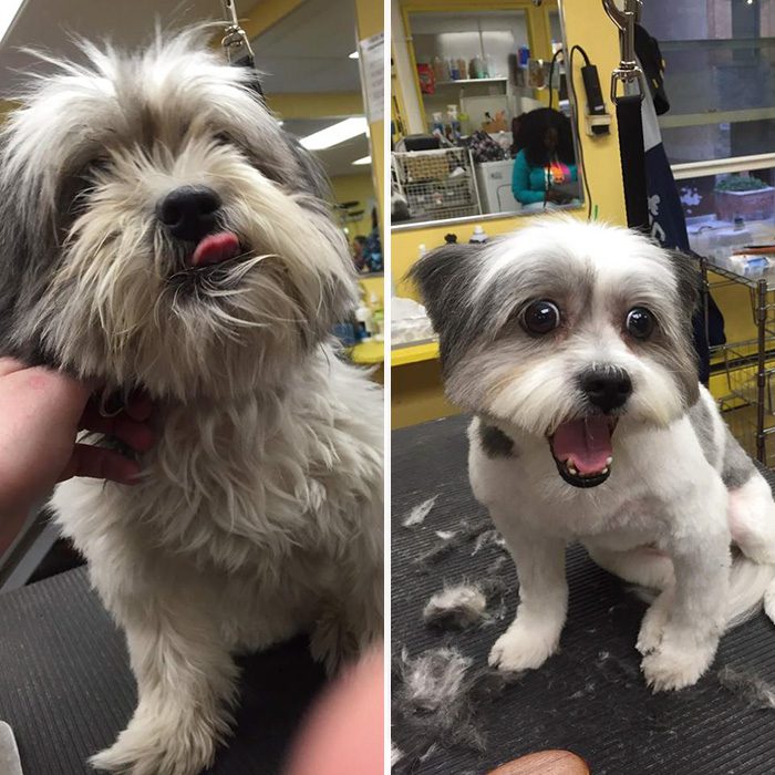 zostrih 4