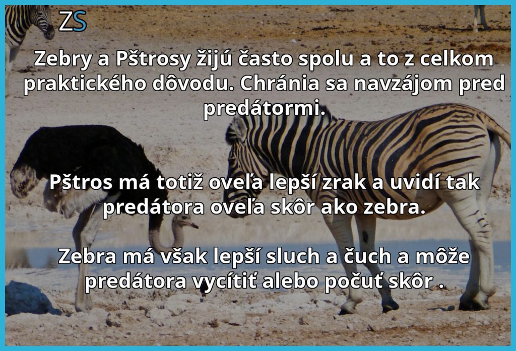 Pstros a zebra