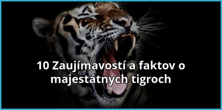 10 Zaujímavostí o majestátnych tigroch