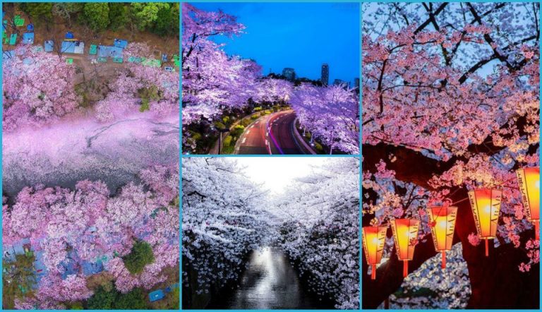 Japonsko sa prebúdza do jari plnej kvitnúcich čerešní – Toto sú tie najkrajšie fotografie !