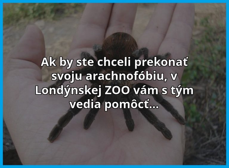 V Londýne vám vedia pomôcť s vašou arachnofóbiou