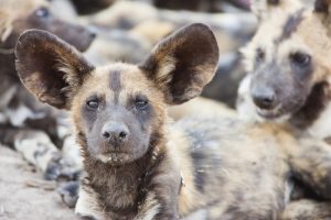 Image: 0117541048, License: Rights managed, A single wild dog (Lycaon pictus) wakes from a nap among his large pack, Khwai River, Botswana, Property Release: No or not aplicable, Model Release: No or not aplicable, Place: Botswana, Credit line: Profimedia.cz, Corbis