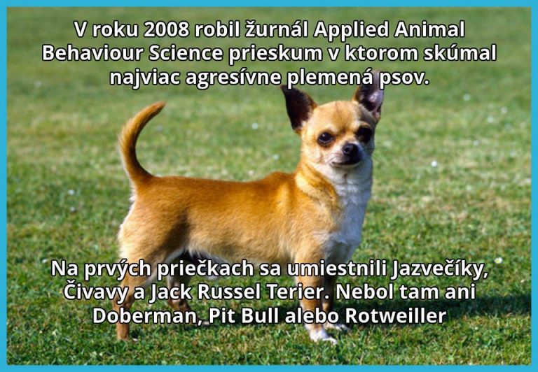 Tie agresívne plemená psov