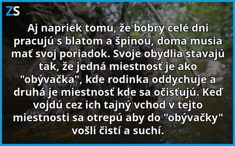 Bobry a ich vzťah k špine