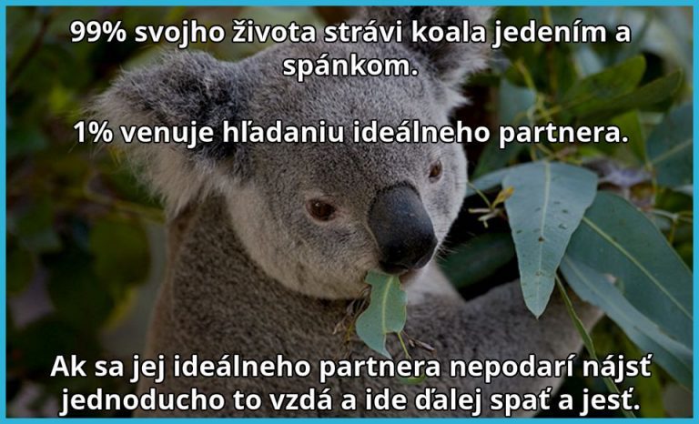 Koala a jej „pestrý“ život