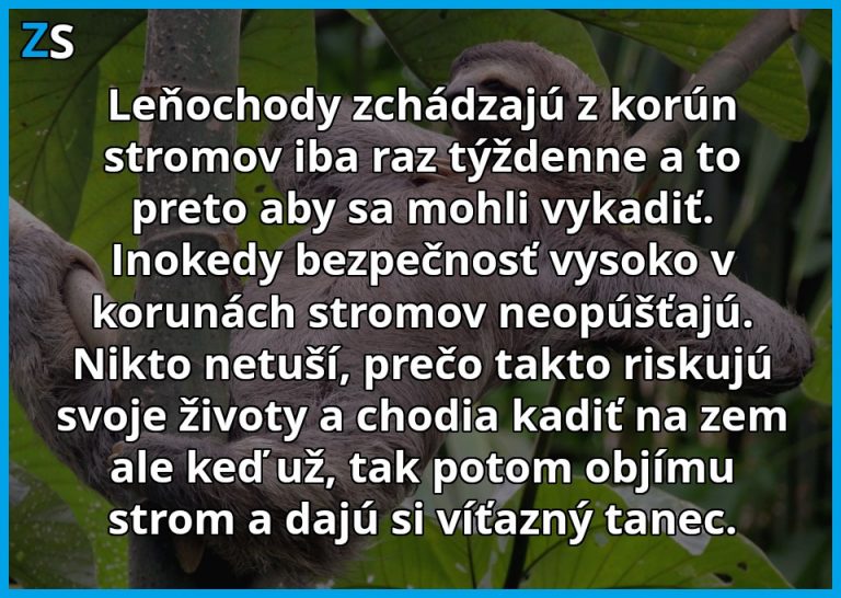 Leňochody opúšťajú koruny stromov iba vo výnimočných prípadoch