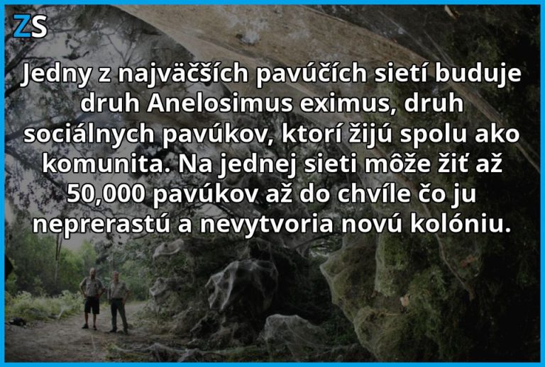Najväčšie pavúčie siete, v tých by ste sa zachytiť nechceli