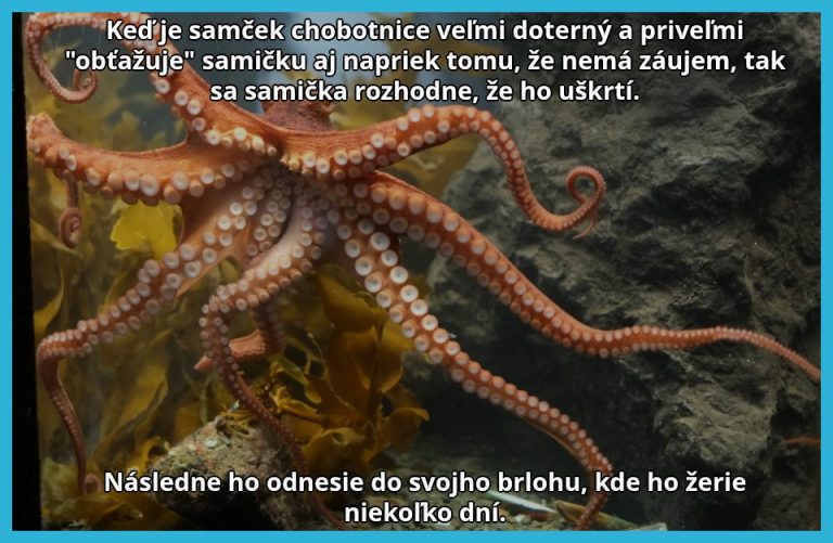 Nikto nemá rád doterných chlapov a už vôbec nie chobotnice