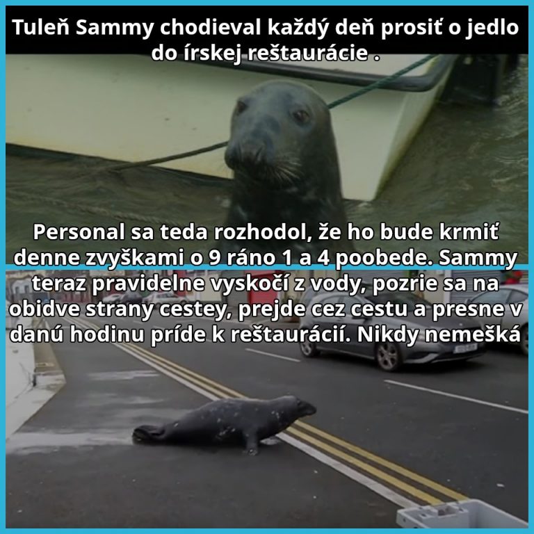 Zoznámte sa  so Sammym