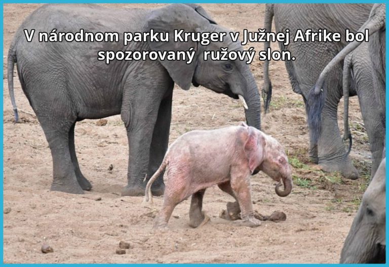 Unikátny malý slon