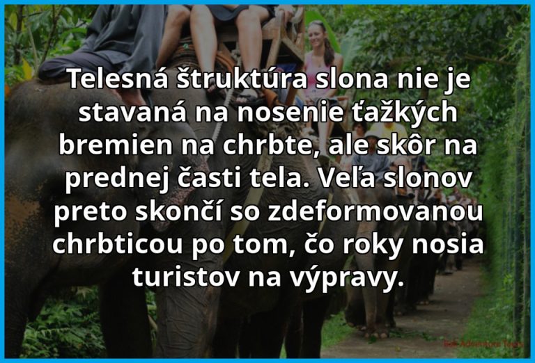Slon a jeho stavba tela
