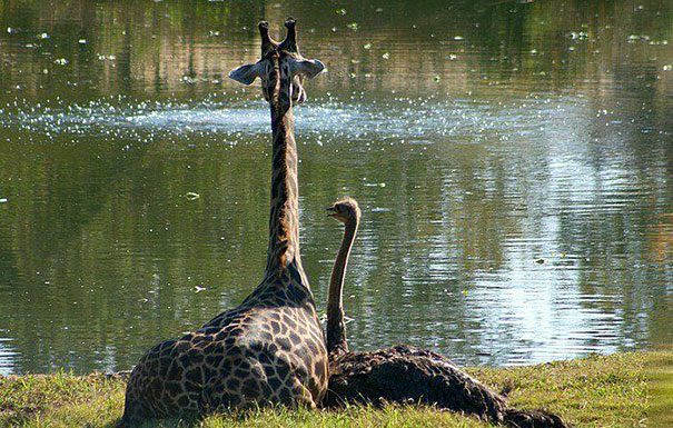 unusual-animal-friendship-10-2 (1)