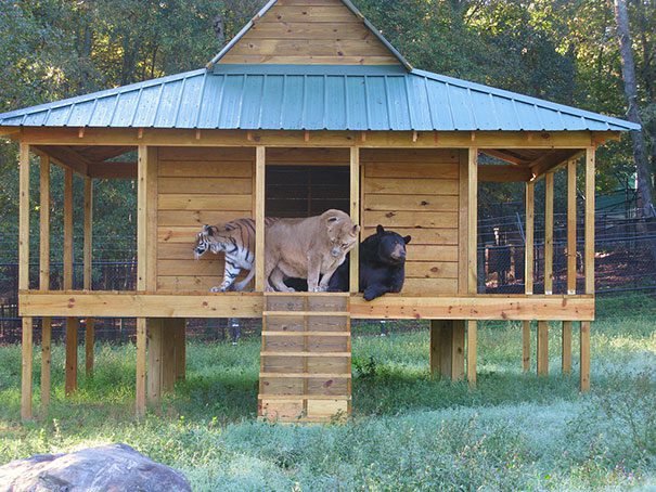 unusual-animal-friendship-11-1