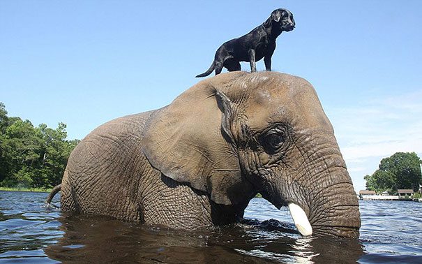 unusual-animal-friendship-3-1 (1)