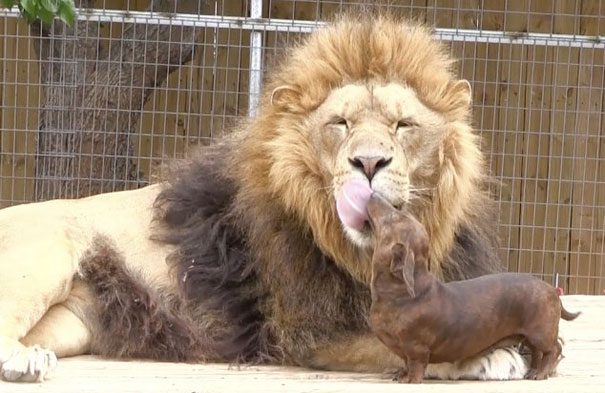 unusual-animal-friendship-6-2