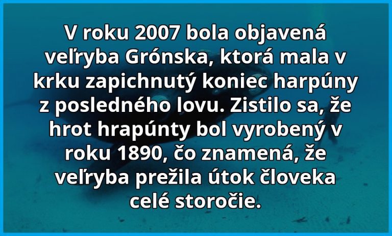 V roku 2007 sa našla zvláštna veľryba