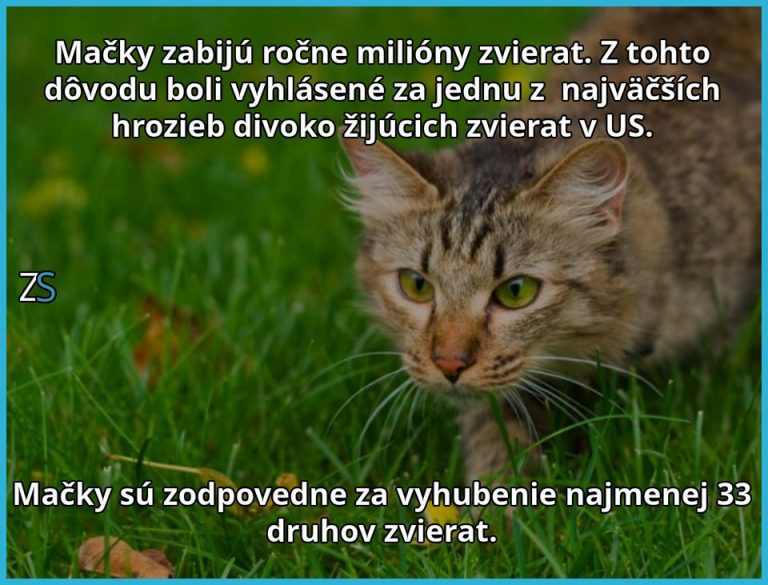 Mačacia hrozba