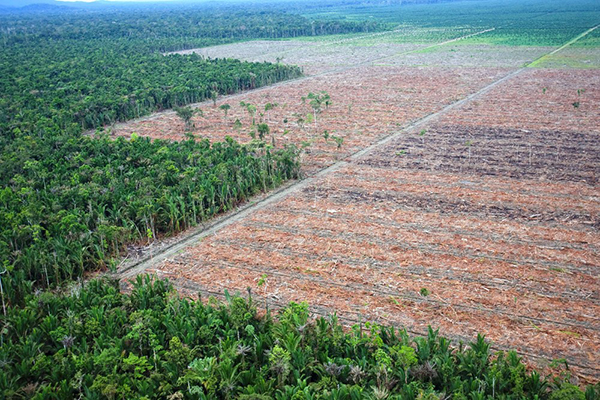 Odlesňovanie
