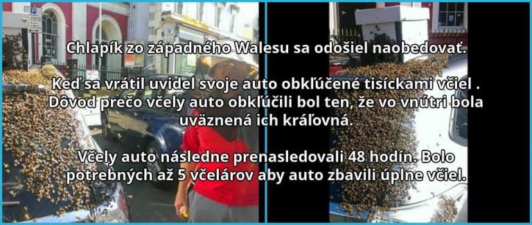 Invázia včiel