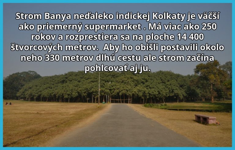 Strom velikán