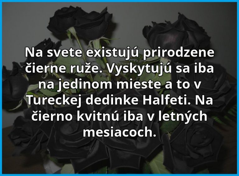 Vzácne čierne ruže