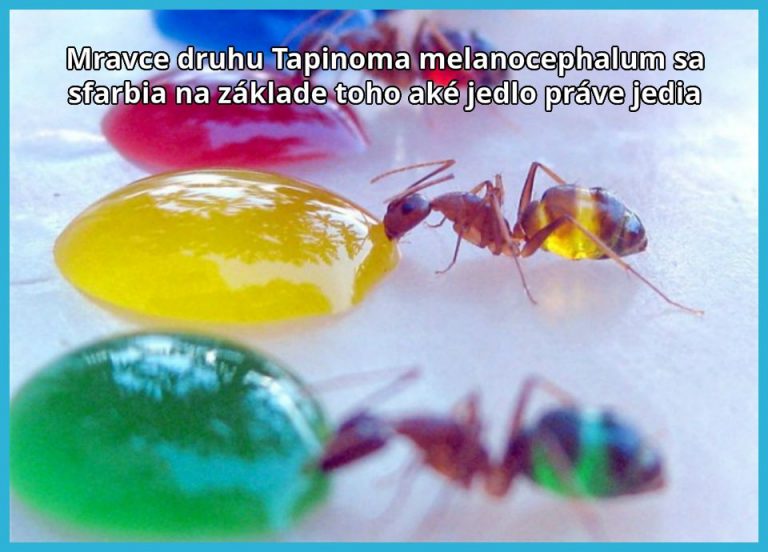 Farebné mravce