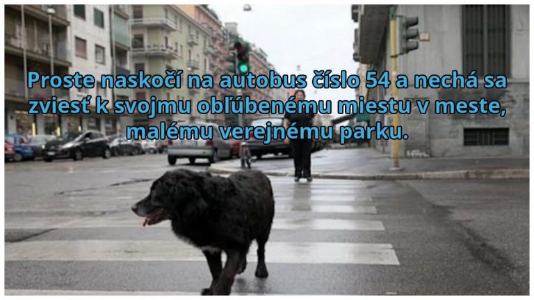 Pes, ktorý sa naučil využívať MHD je celebritou mesta Miláno