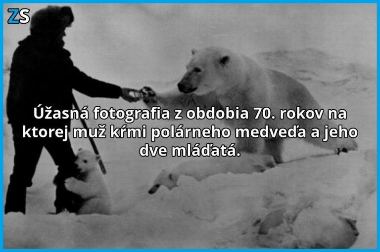 Kŕmenie polárneho medveďa