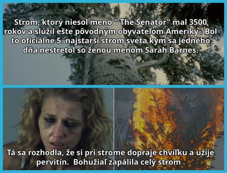 5. Najstarší strom sveta