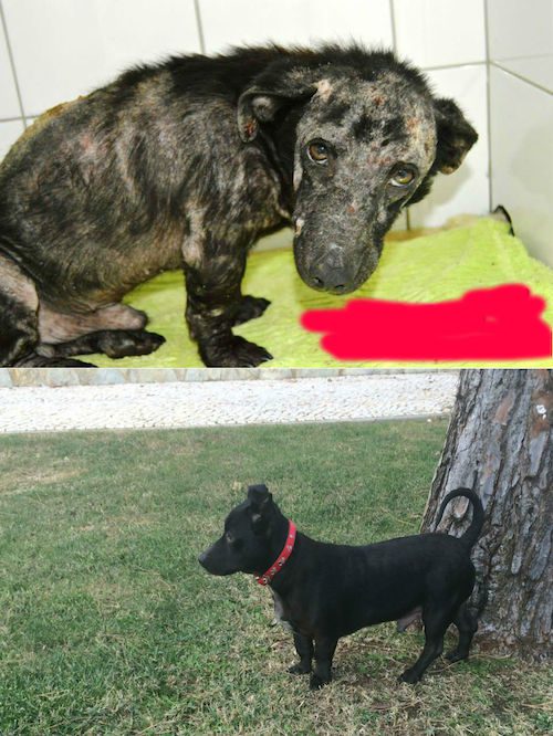 adopcia12