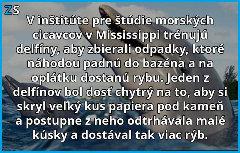 Šikovný delfín prekvapil ošetrovateľov