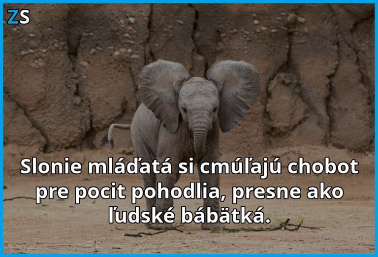 Slonie mláďatá a ľudské bábätká sú si podobné