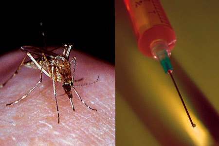 mosquito-needle
