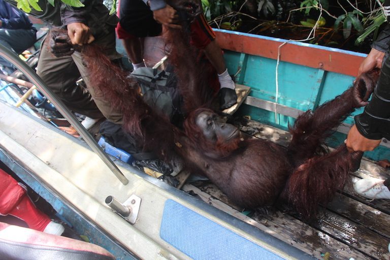 Orangutan, pýcha Malajzie, na pokraji vyhynutia