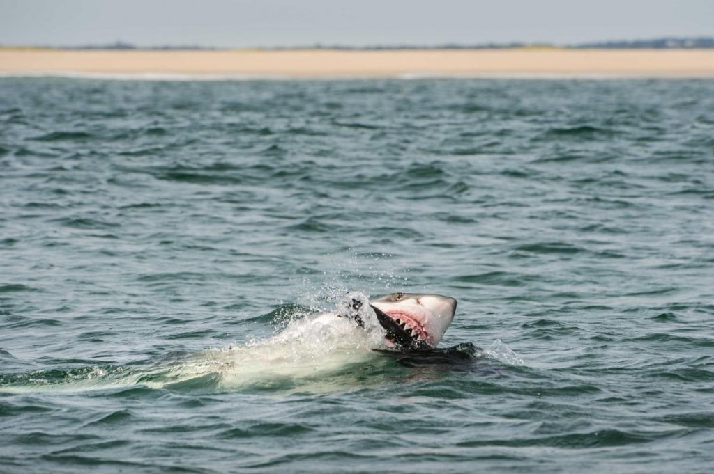 shark