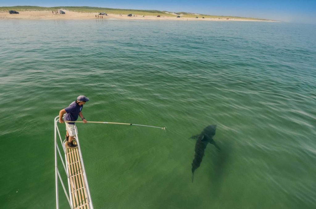 shark1