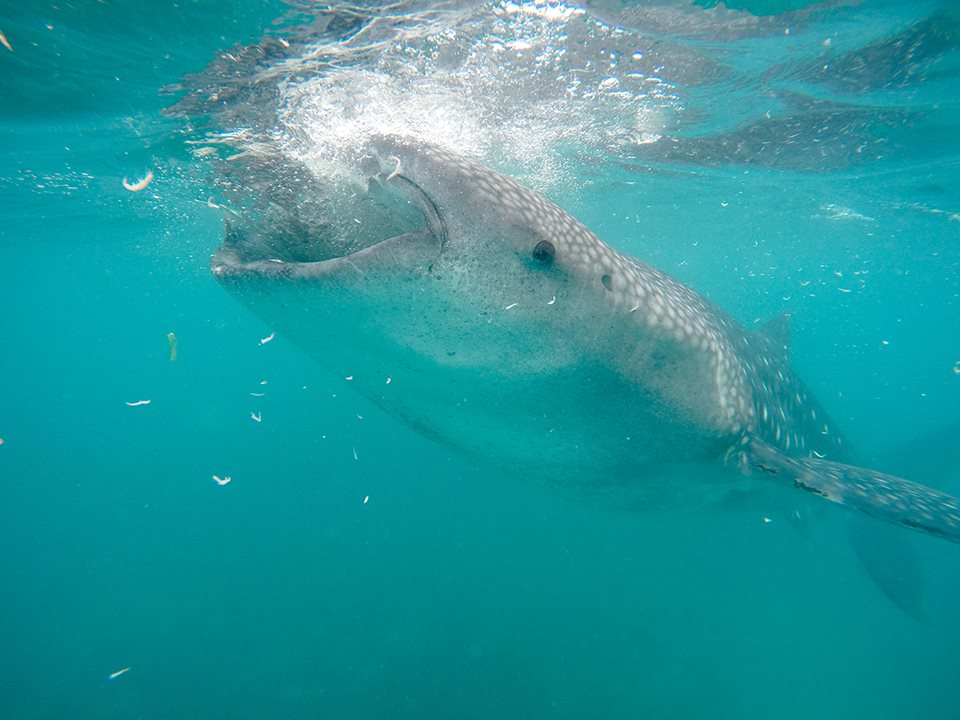 Šnorchlovanie so žralokom veľrybím
