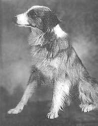 Bobbie_the_Wonder_Dog