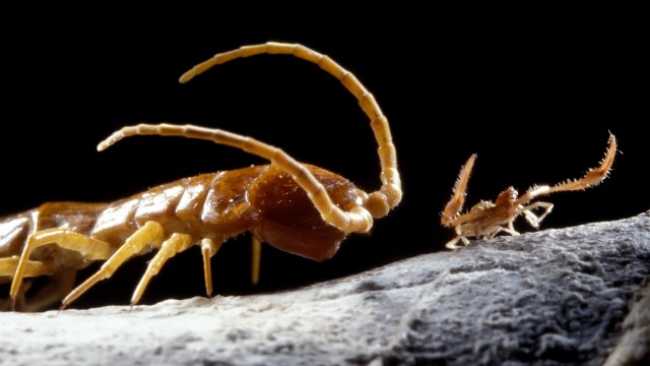 large-1464388859-520-here-s-what-scientists-found-when-they-opened-a-cave-that-had-been-isolated-for-more-than-five-million-years