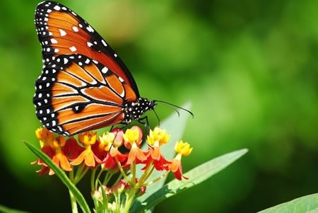 motyl