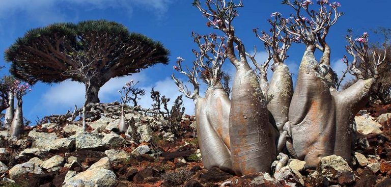 Socotra – ostrov, kde sa človek cíti, ako na inej planéte