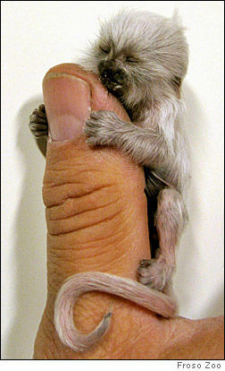 A handout photo made available by Froso Zoo Aug. 24, 2006, the survivor of a pair of albino Pygmy Marmoset monkeys born at Froso Zoo in Ostersund, Sweden, clings to a zoo keeper's thumb in this photo taken Aug. 22, 2006. This South American monkey is the world's smallest monkey tipping the scales at 100 grams (3.5 ounces) measuring 35 cm (13.7 inches) in length fully grown. (AP Photo/Froso Zoo/ho)