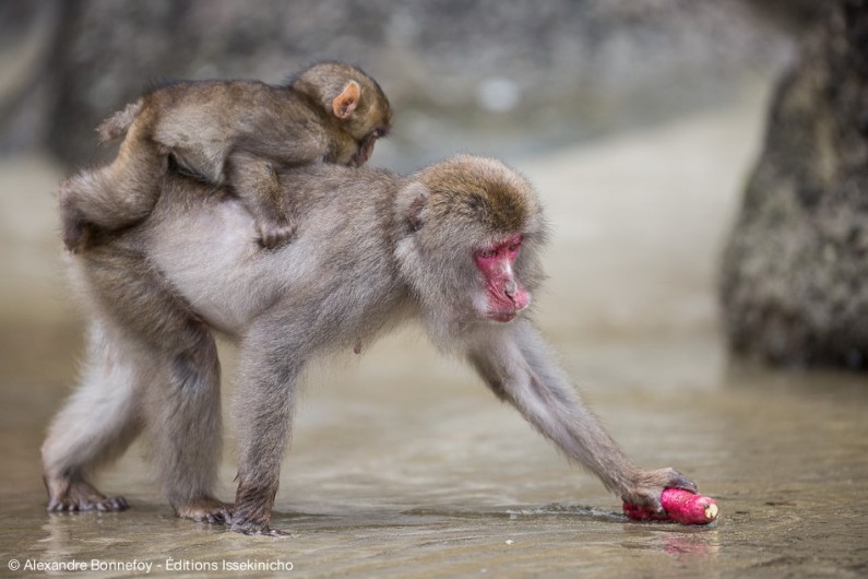 2016-06-monkey2-795x530