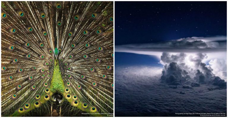 30 fotografí, ktoré patria medzi finalistov súťaže 2016 National Geographic Nature Photographer of the Year
