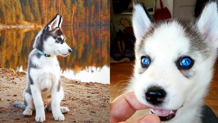15 roztomilých dôkazov, prečo milovať Husky psíkov!